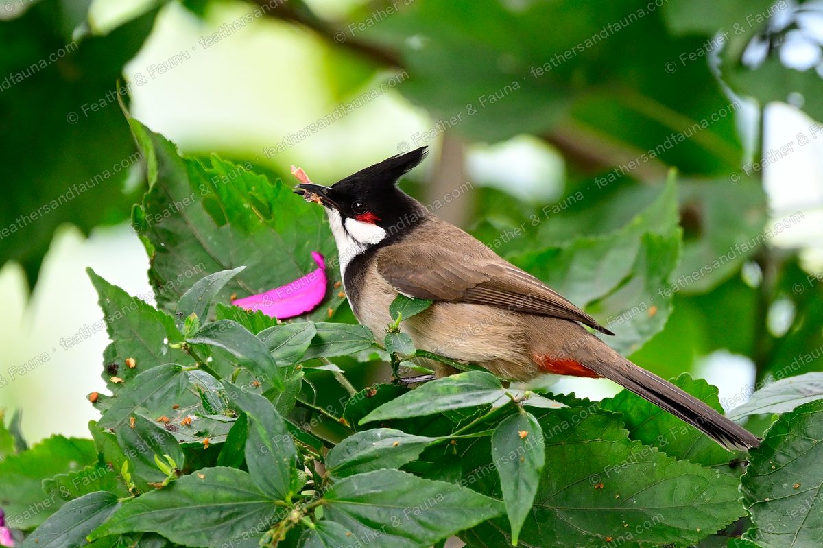 Red-whiskered Bulbul with an insect in its bill among green leaves and a pink flower.