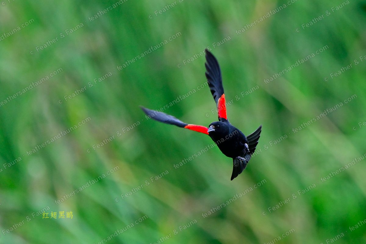 Male Red-winged Blackbird in flight showing red-and-yellow shoulder patches.
