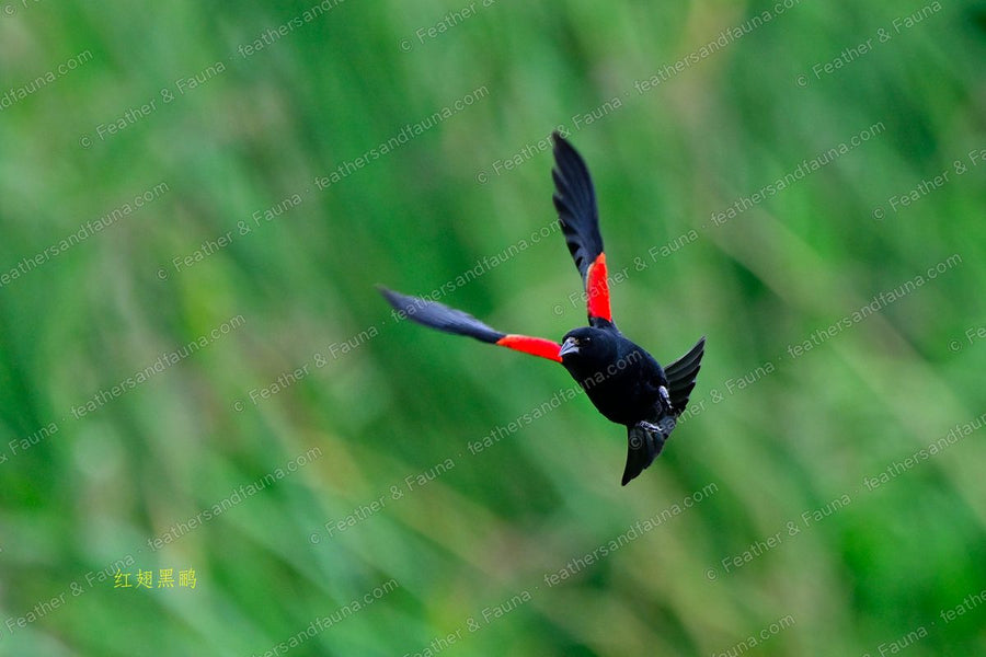 Male Red-winged Blackbird in flight showing red-and-yellow shoulder patches.
