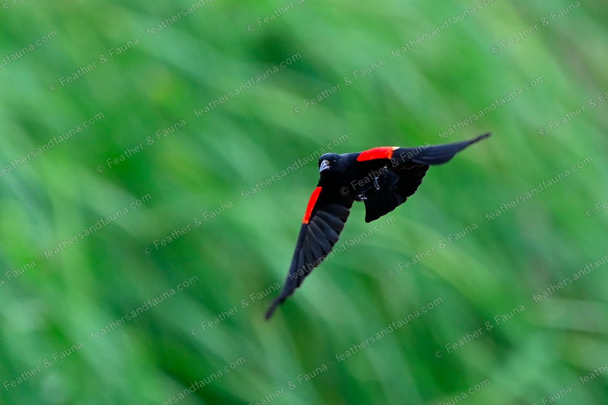 Male Red-winged Blackbird banking in flight, red shoulder patches showing.