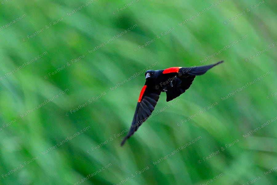 Male Red-winged Blackbird banking in flight, red shoulder patches showing.