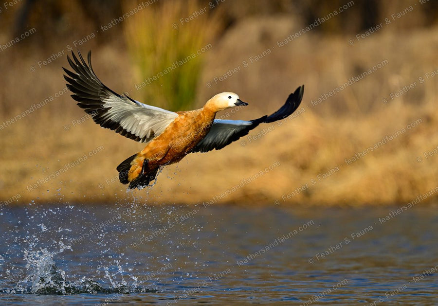 Ruddy Shelduck taking flight from water, cinnamon body and white wing patches.