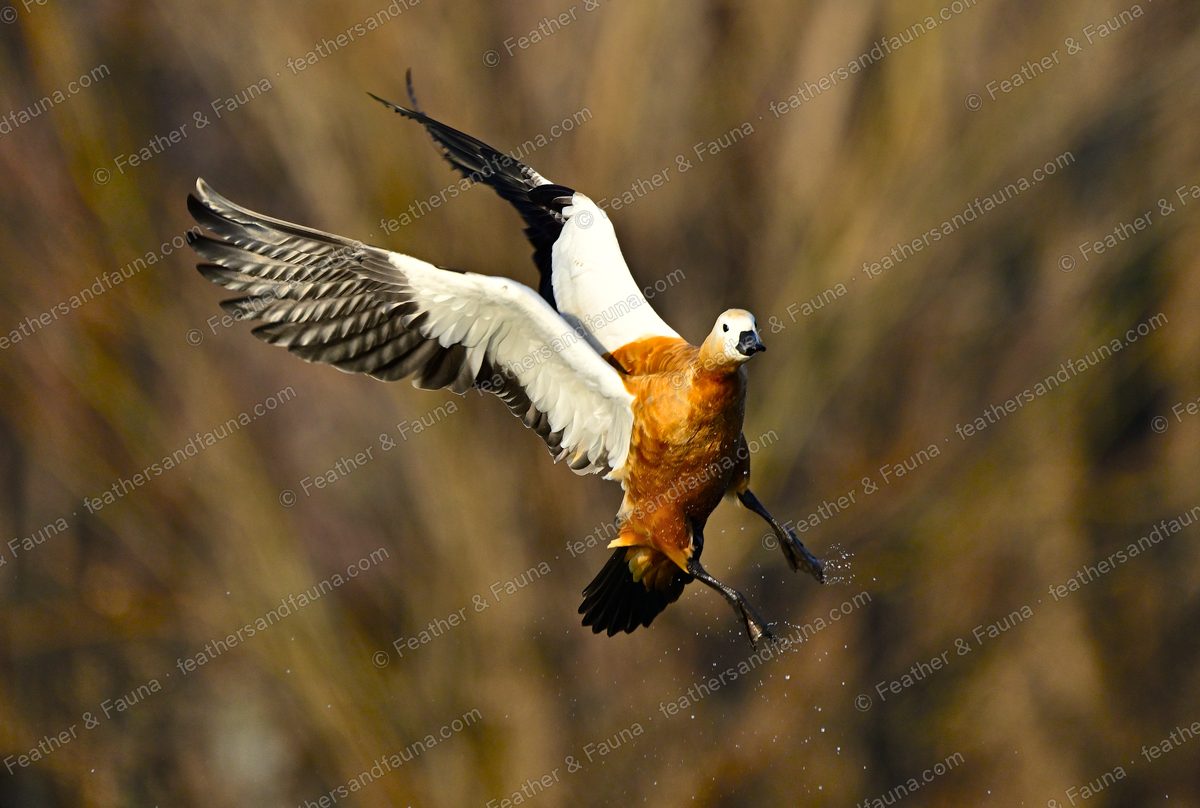 Ruddy Shelduck landing with wings spread, white coverts and green wing patch visible.