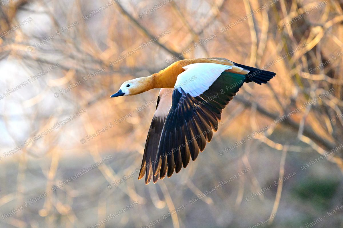 Ruddy Shelduck in flight past bare trees, white wing coverts and green speculum visible.