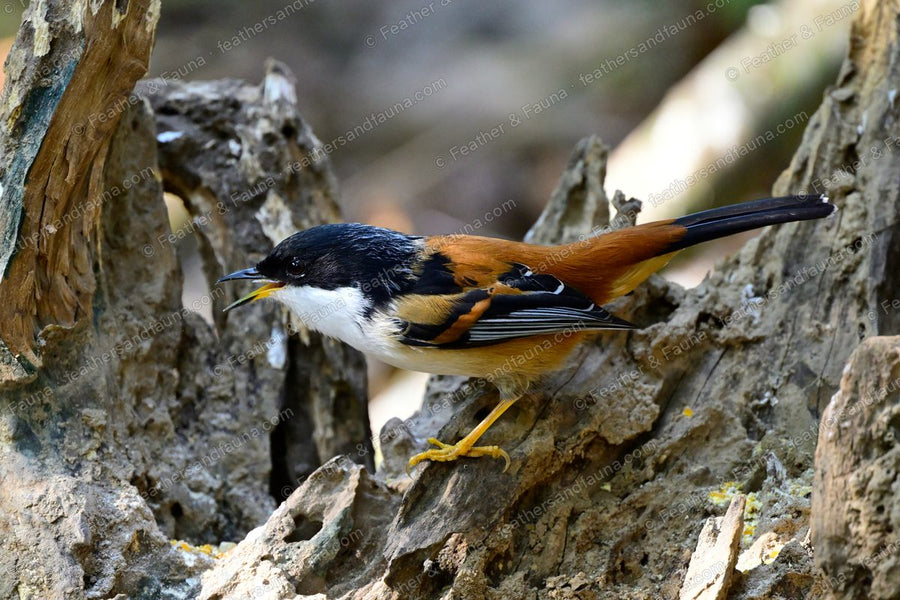 Rufous-backed Sibia calling from bleached driftwood roots in dappled light.