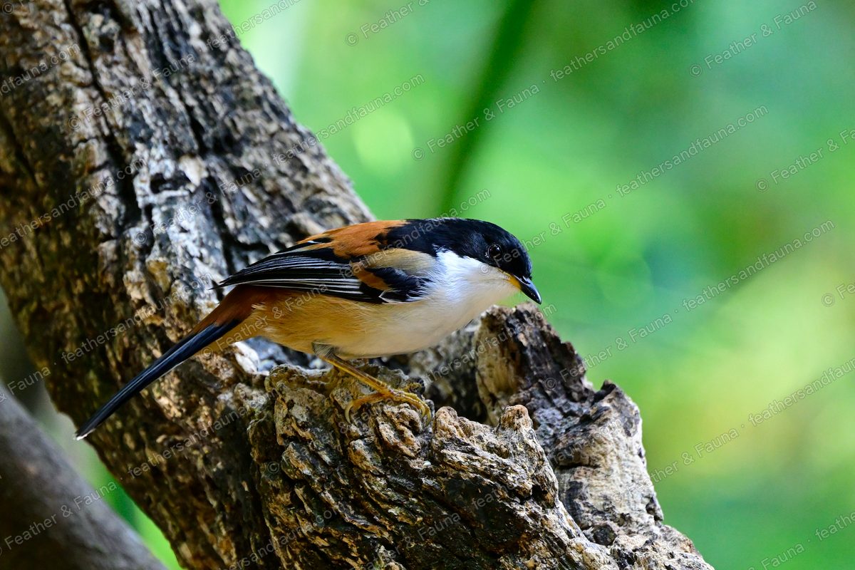 Rufous-backed Sibia leaning forward on tree bark with its long tail raised.