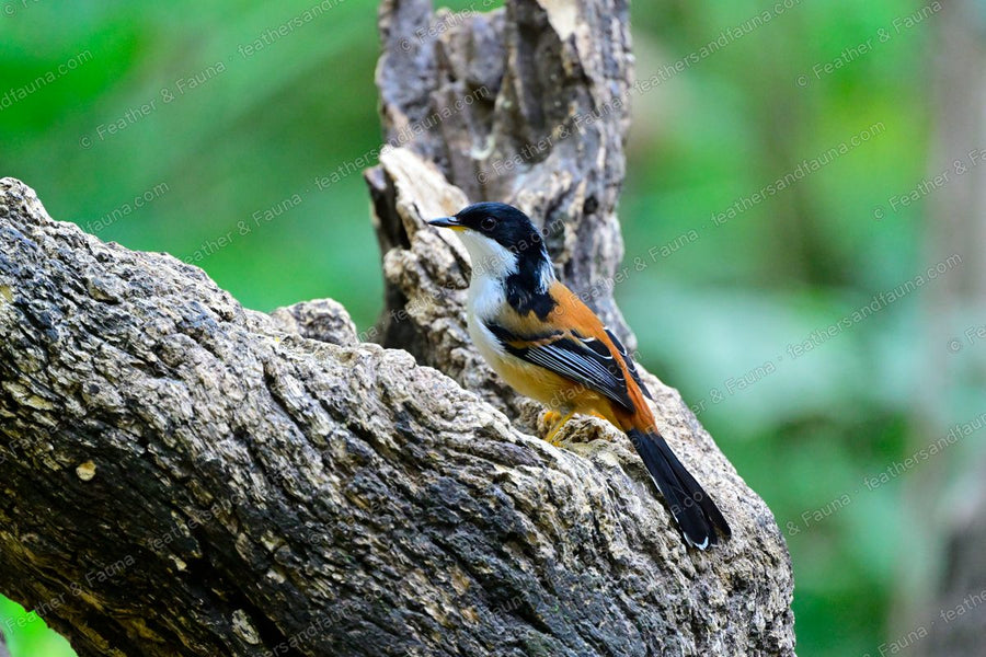 Rufous-backed Sibia on a weathered grey stump in forest light.