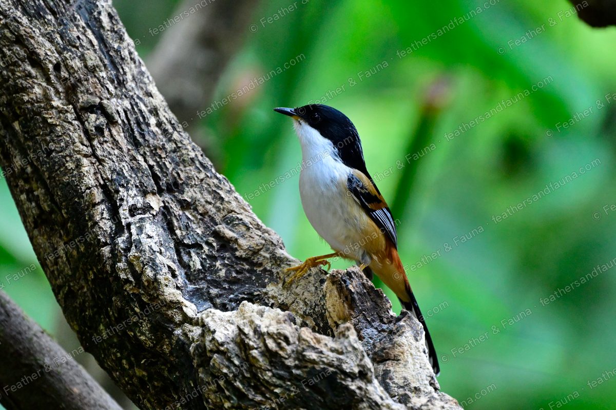 Rufous-backed Sibia perched upright on textured tree bark.