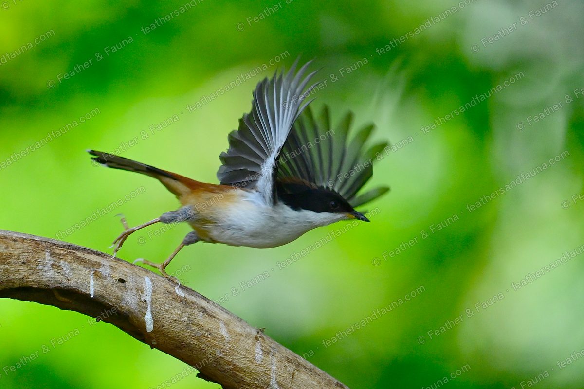 Rufous-backed Sibia launching from a branch with wings and tail fanned.