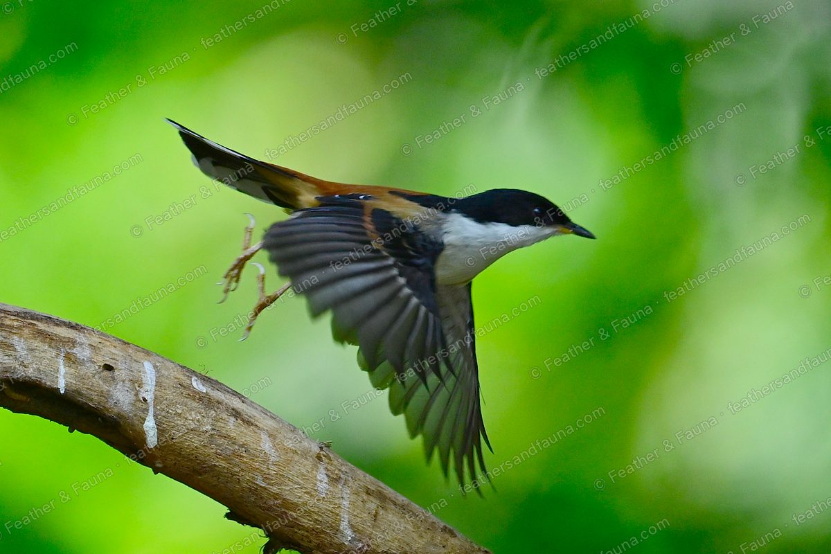 Rufous-backed Sibia in flight with wings and tail fully spread, white wing-tips showing.