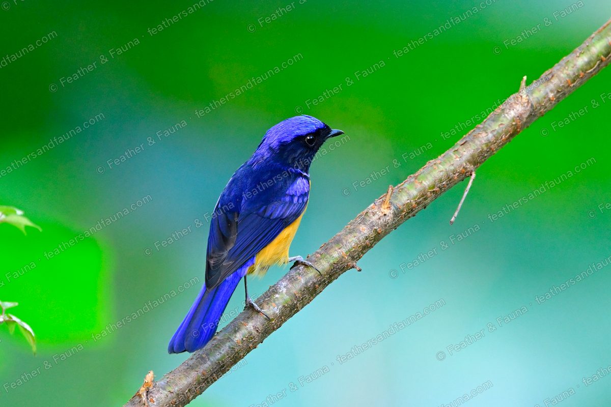 Male Rufous-bellied Niltava, dark blue with an orange belly, on a bare branch.