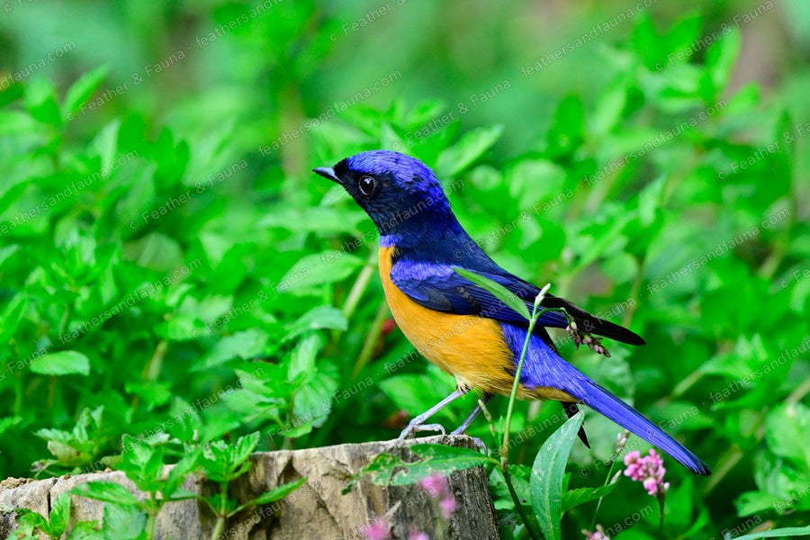 Male Rufous-bellied Niltava, blue with an orange belly, on a stump among green leaves.