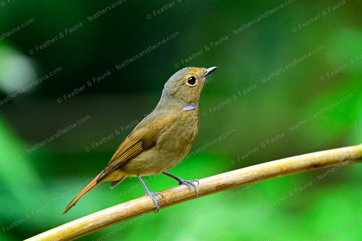 Female Rufous-bellied Niltava, warm brown with a blue neck spot, on a bamboo stem.