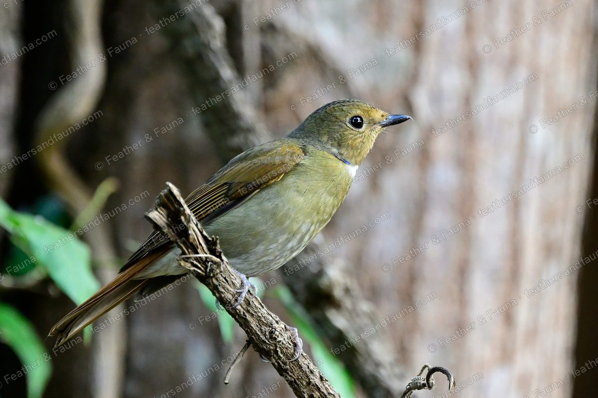 Female Rufous-bellied Niltava on a twisted vine, olive-brown with a blue neck spot.