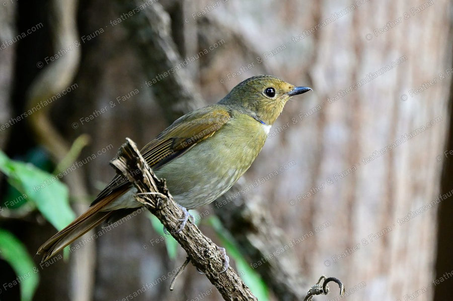 Female Rufous-bellied Niltava on a twisted vine, olive-brown with a blue neck spot.