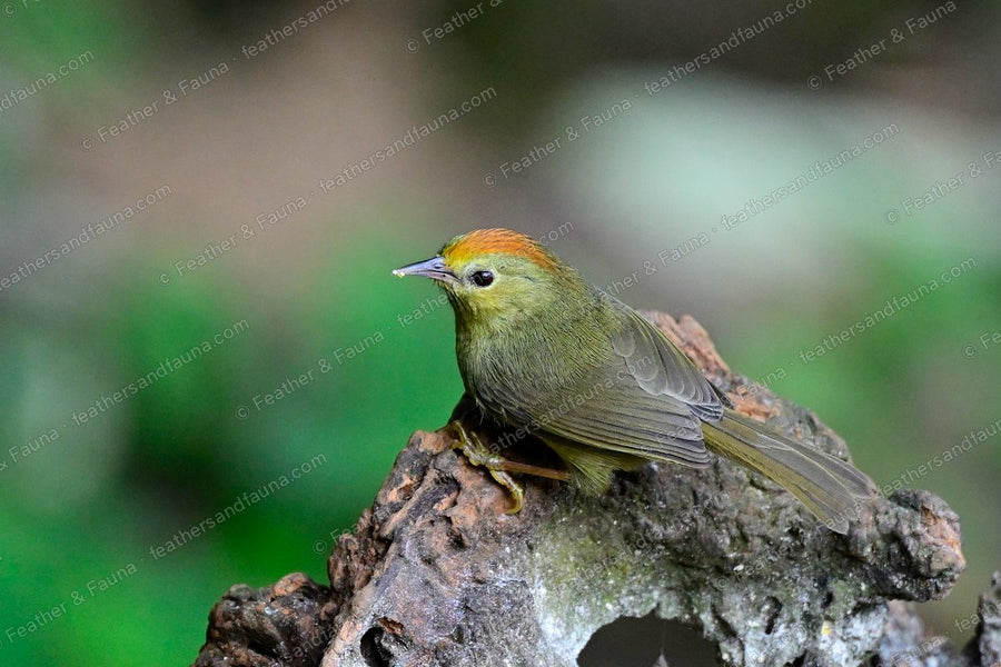 Rufous-capped Babbler with a chestnut cap perched on a mossy stump.