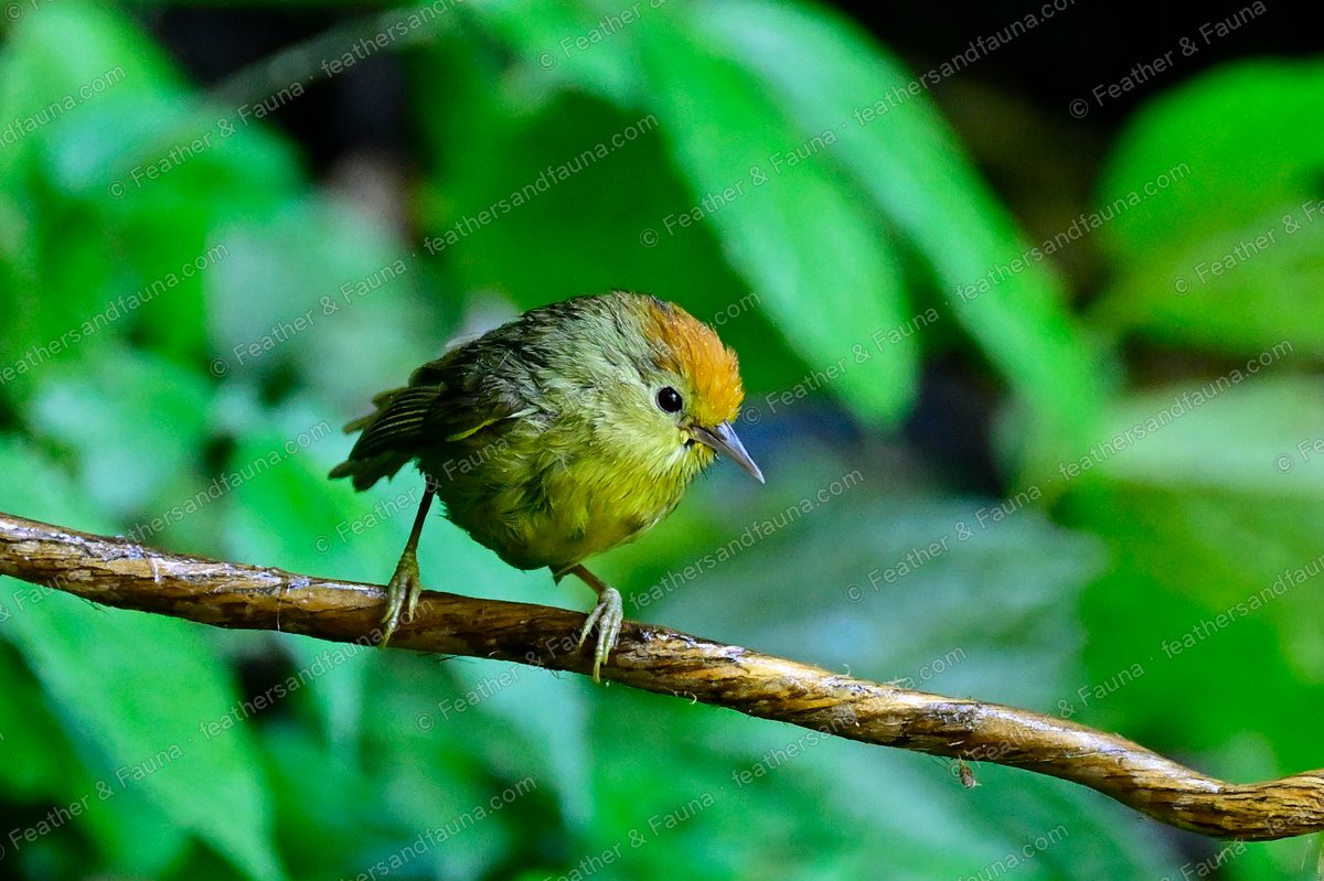 Rufous-capped Babbler with a chestnut cap on a diagonal branch.