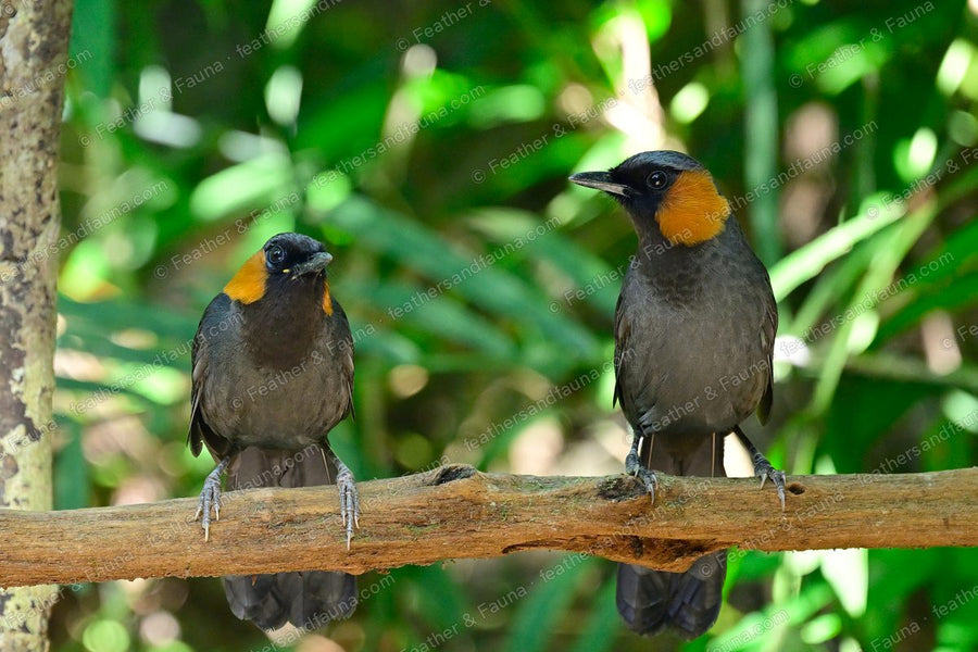 Two Rufous-cheeked Laughingthrushes with black faces and rufous cheeks on a branch.