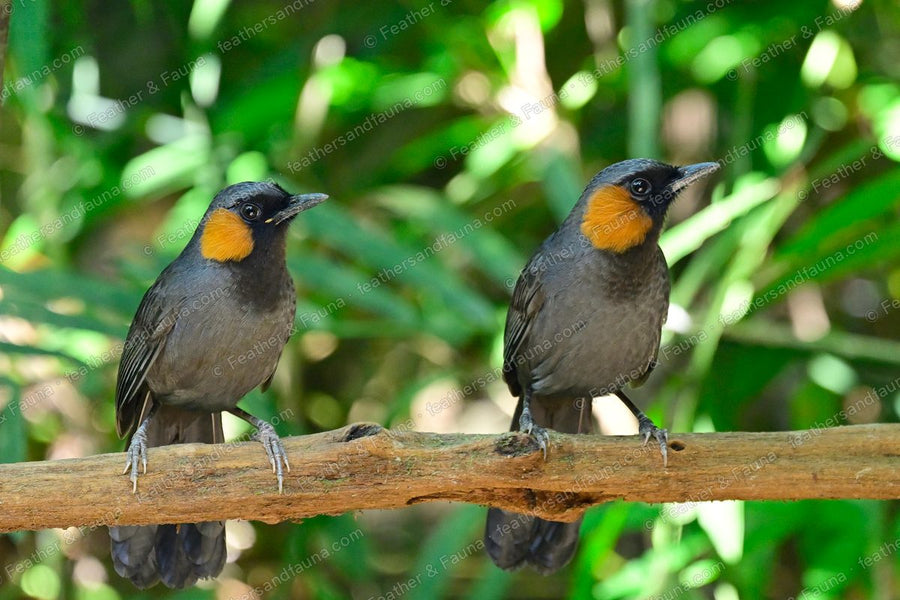 Two Rufous-cheeked Laughingthrushes facing forward on a bare branch.