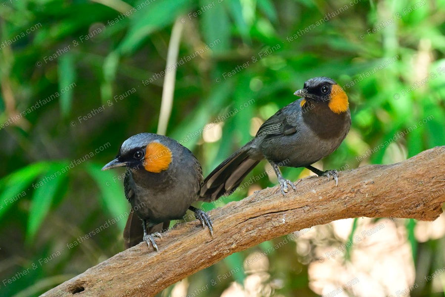 Two Rufous-cheeked Laughingthrushes with black faces and rufous cheeks on a branch.