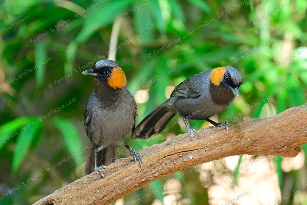 Two Rufous-cheeked Laughingthrushes on a bare branch, one facing forward, one turned.