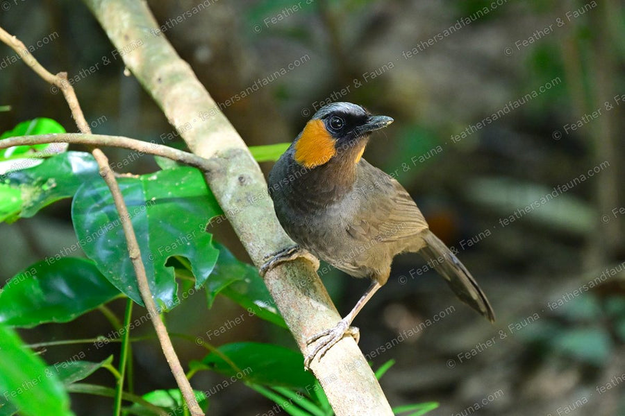 Rufous-cheeked Laughingthrush with a black face and rufous cheek on a diagonal branch.