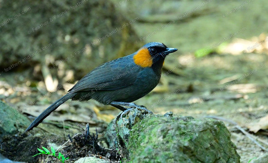 Rufous-cheeked Laughingthrush with a black face and rufous cheek on a mossy rock.