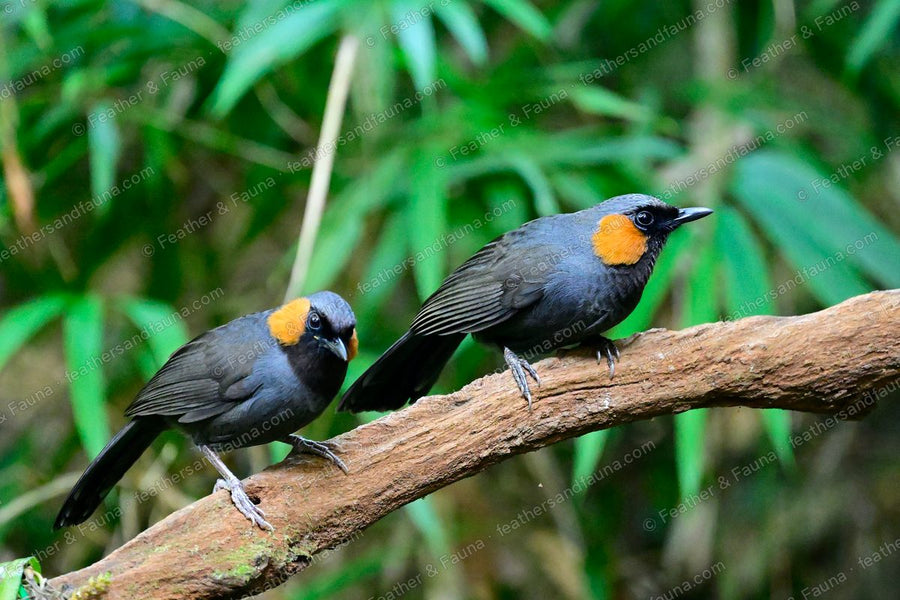 Two Rufous-cheeked Laughingthrushes on a branch, black faces and rufous cheeks.