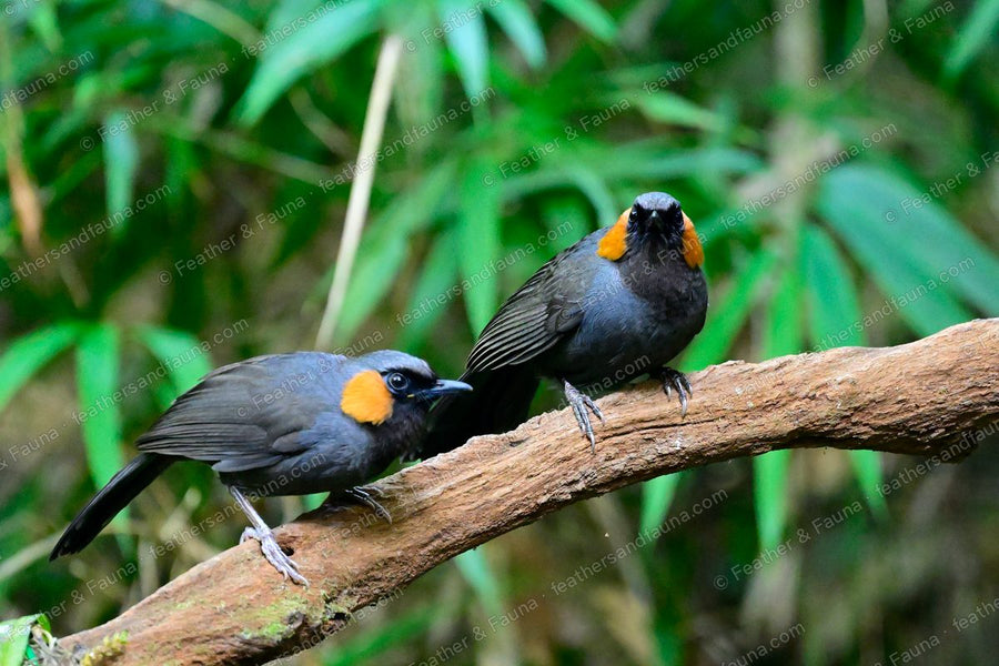 Two Rufous-cheeked Laughingthrushes on a branch, one preening the other's face.