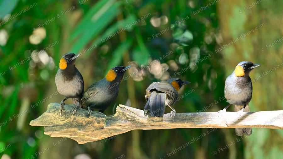 Four Rufous-cheeked Laughingthrushes on a bleached branch, one preening.