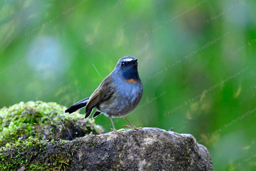 Male Rufous-gorgeted Flycatcher with a small orange throat patch on a mossy rock.