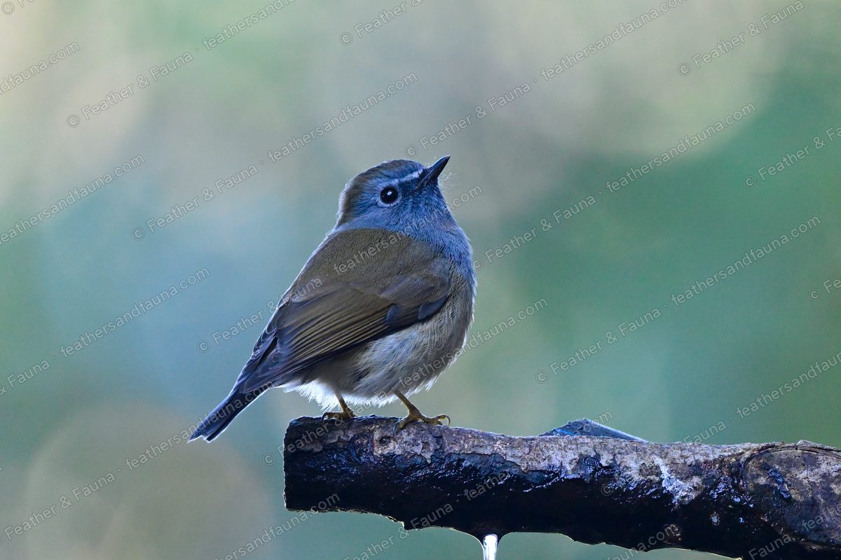 Young Rufous-gorgeted Flycatcher, grey-brown with a buff eye-ring, on a wet branch.