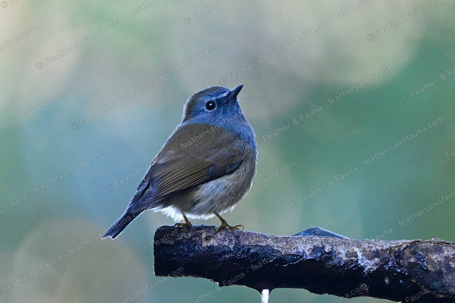 Young Rufous-gorgeted Flycatcher, grey-brown with a buff eye-ring, on a wet branch.