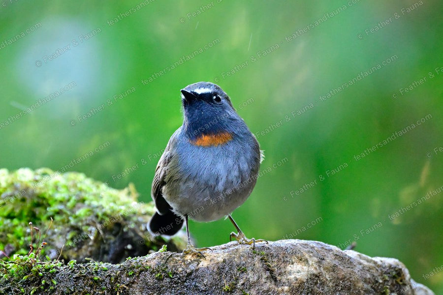 Male Rufous-gorgeted Flycatcher facing forward on a mossy rock in the rain, small orange gorget.
