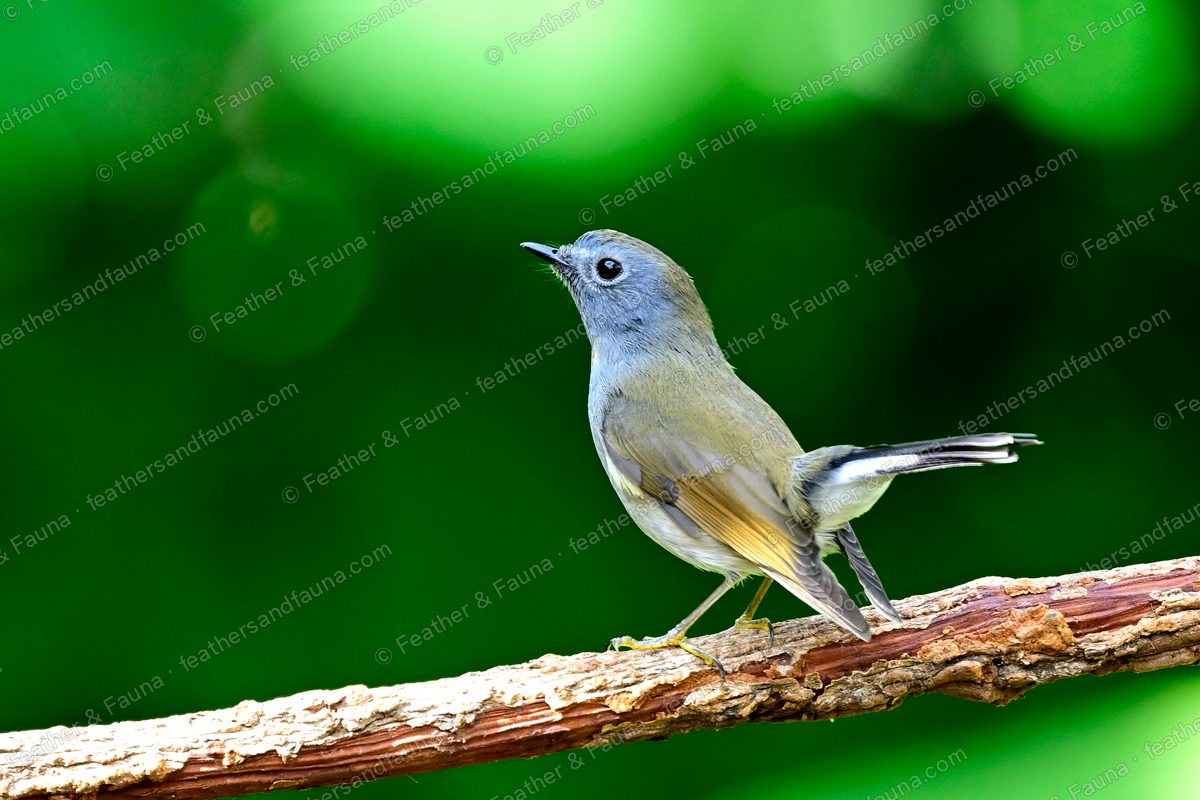 Young Rufous-gorgeted Flycatcher with a cocked white-based tail on a diagonal branch.
