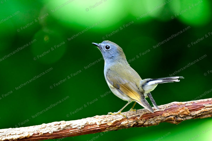 Young Rufous-gorgeted Flycatcher with a cocked white-based tail on a diagonal branch.