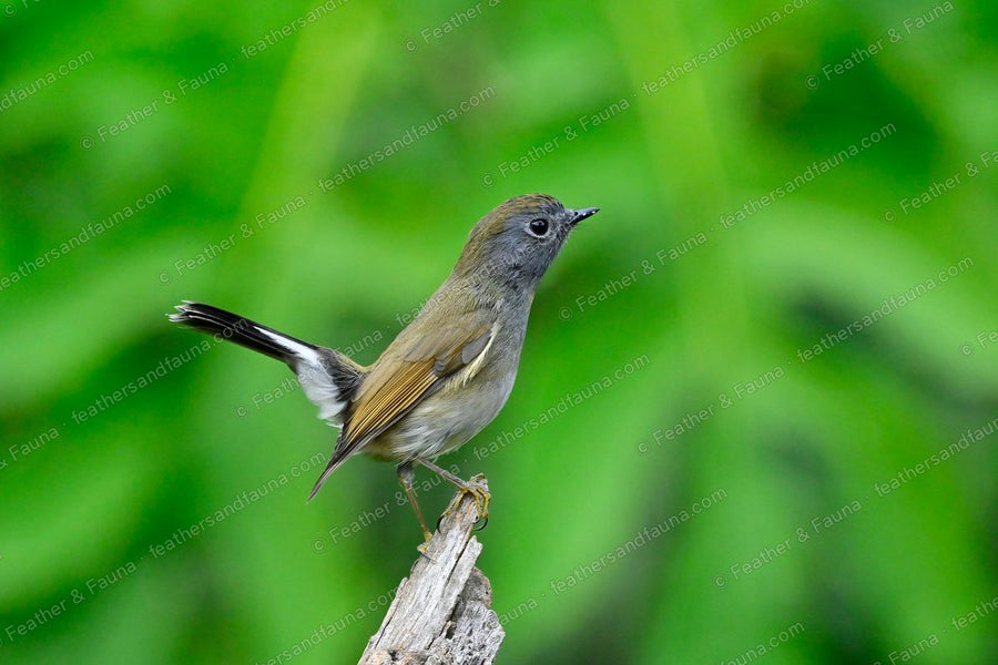 Young Rufous-gorgeted Flycatcher with a spread white-based tail on a broken stump.