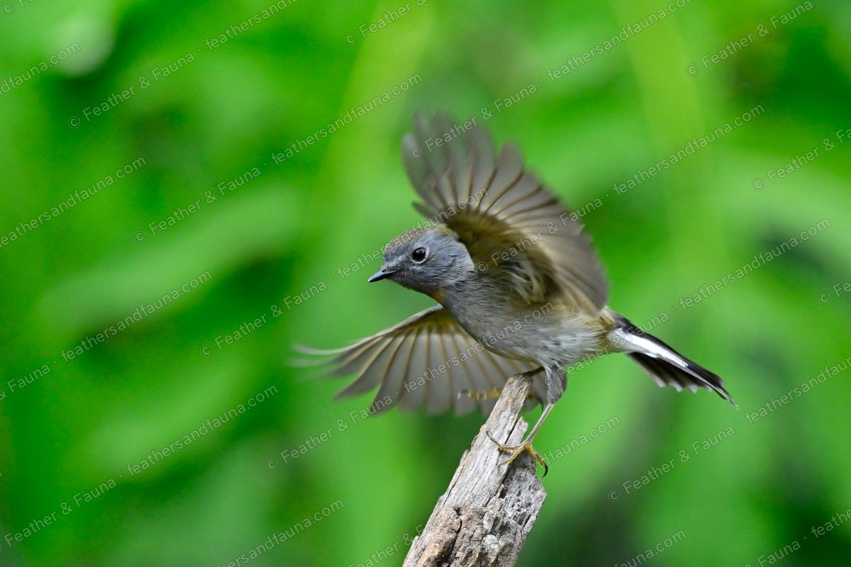 Young Rufous-gorgeted Flycatcher flying off a stump with wings and tail spread.