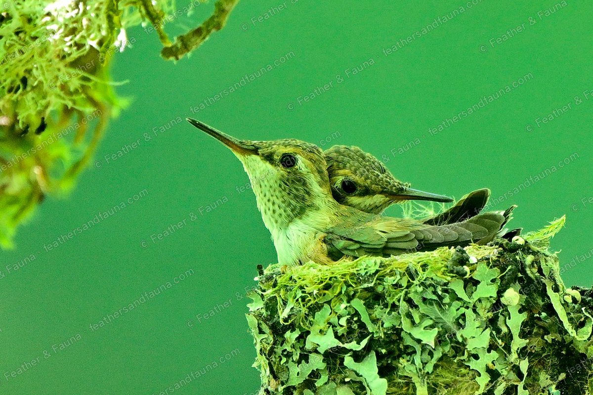 Two Rufous Hummingbird chicks crowded into a tiny lichen nest against a green background.