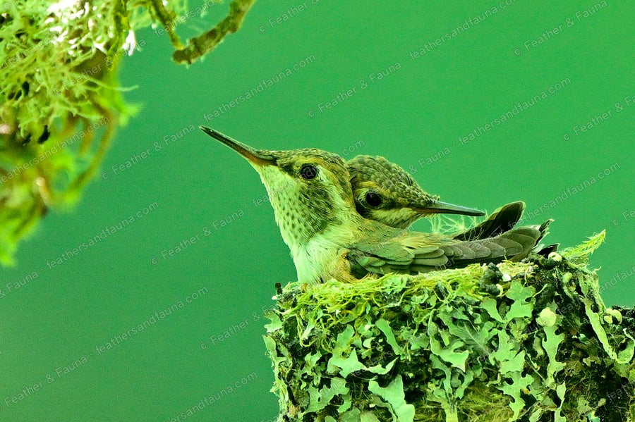 Two Rufous Hummingbird chicks crowded into a tiny lichen nest against a green background.