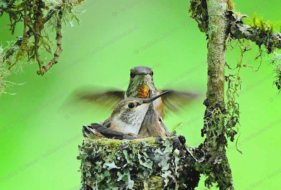 Female Rufous Hummingbird hovering over a lichen nest with two chicks.