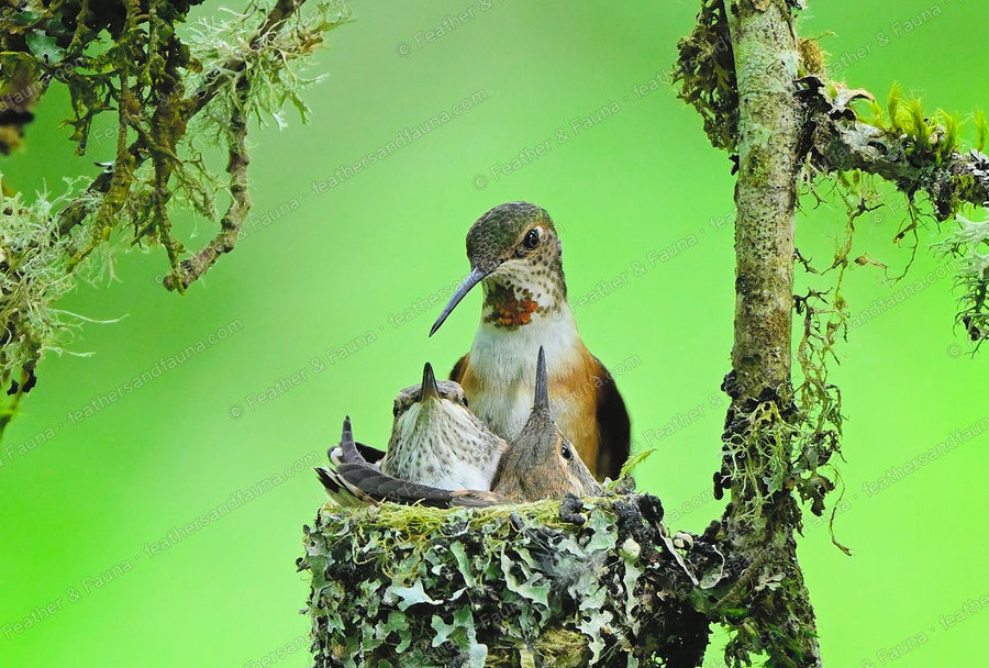 Female Rufous Hummingbird on the rim of a lichen nest with two chicks inside.