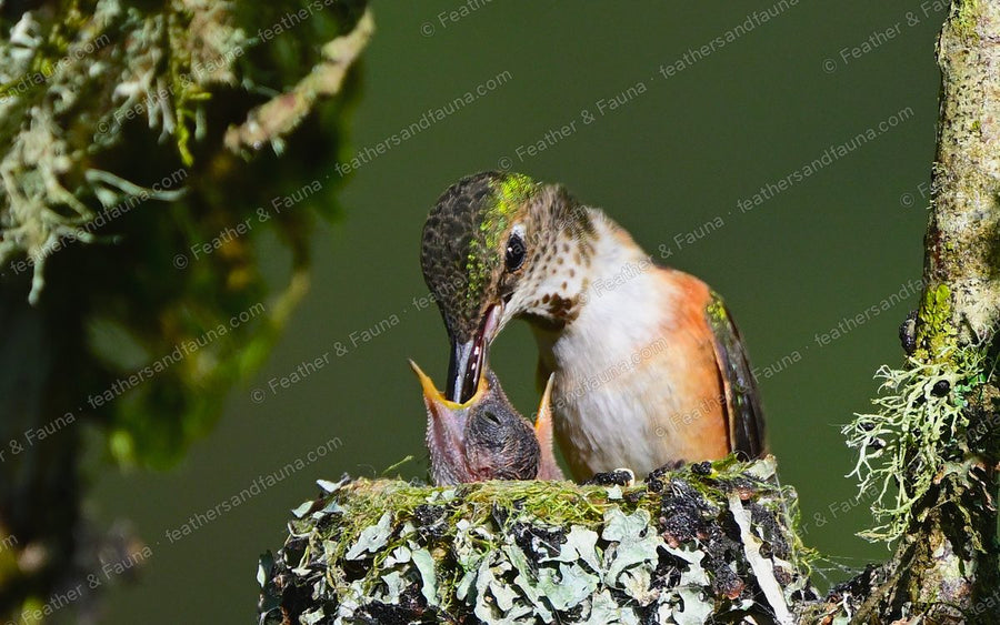 Female Rufous Hummingbird feeding a chick at a lichen nest, bill in the chick's mouth.
