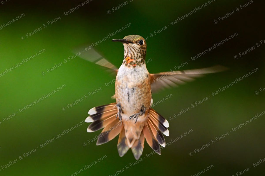 Female Rufous Hummingbird hovering head-on with a fanned tail and orange throat spot.