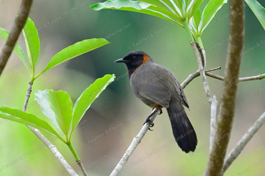 Rufous-necked Laughingthrush with a black face and chestnut neck patch on a sapling.