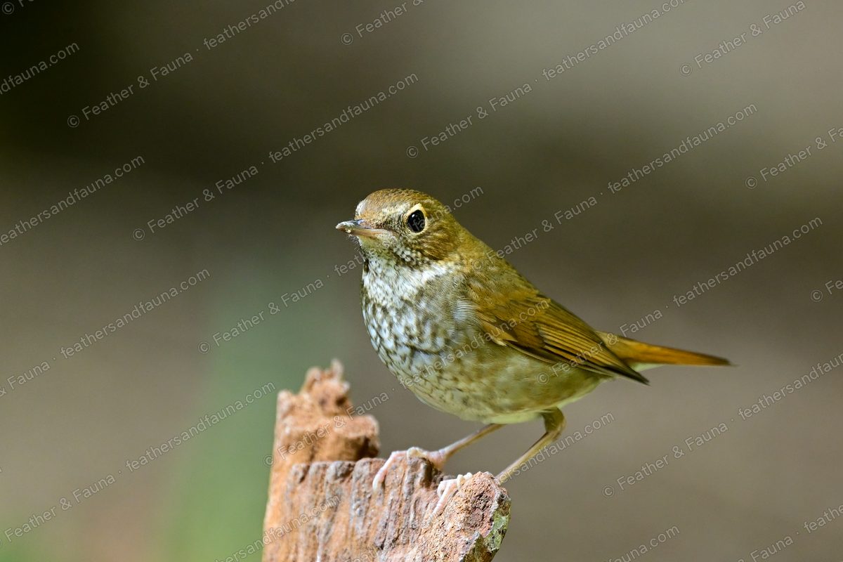 Rufous-tailed Robin, olive-brown with a rufous tail and scaled breast, on a broken stump.