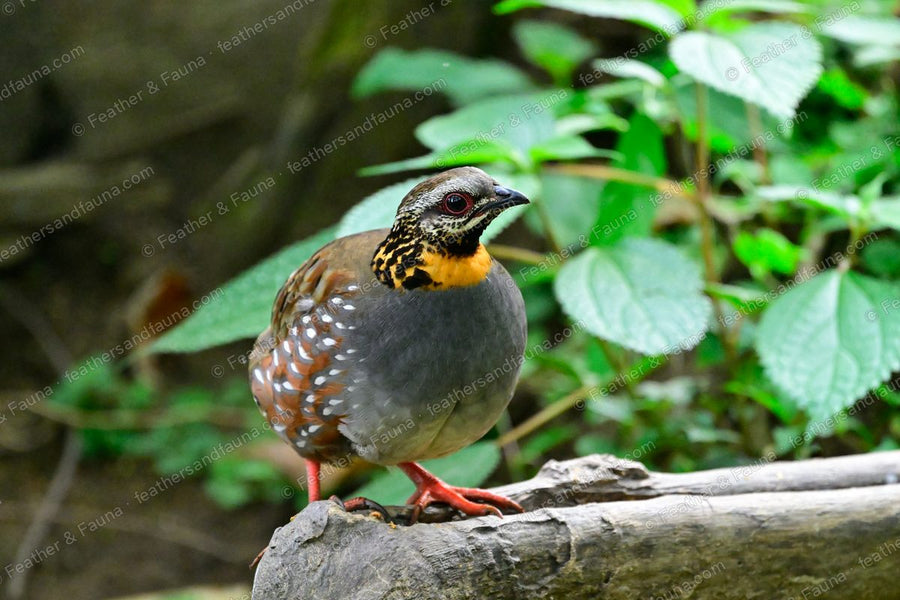 Rufous-throated Partridge with a spotted orange throat on a mossy log.