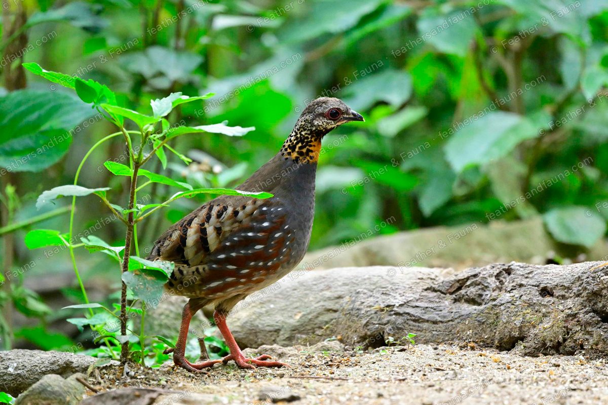 Rufous-throated Partridge foraging on the forest floor, orange throat and spotted flanks.