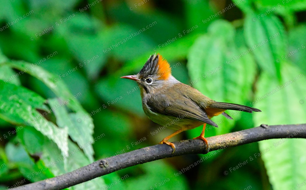 Rufous-vented Yuhina with a rufous-edged grey crest on a bare branch.