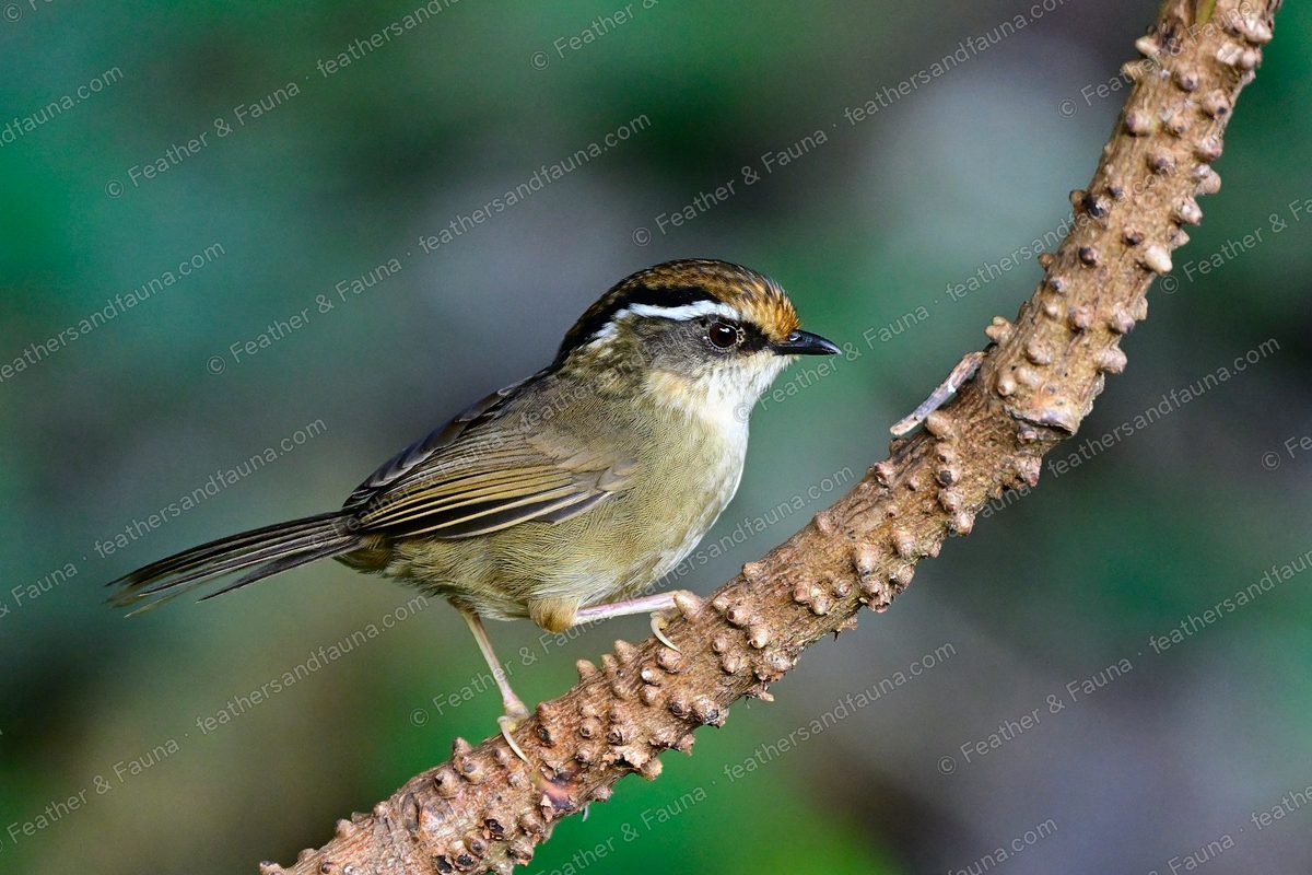 Rufous-winged Fulvetta with striped rufous crown and white eyebrow on a knobbly branch.